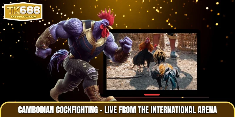 Cambodian Cockfighting – Live from the International Arena