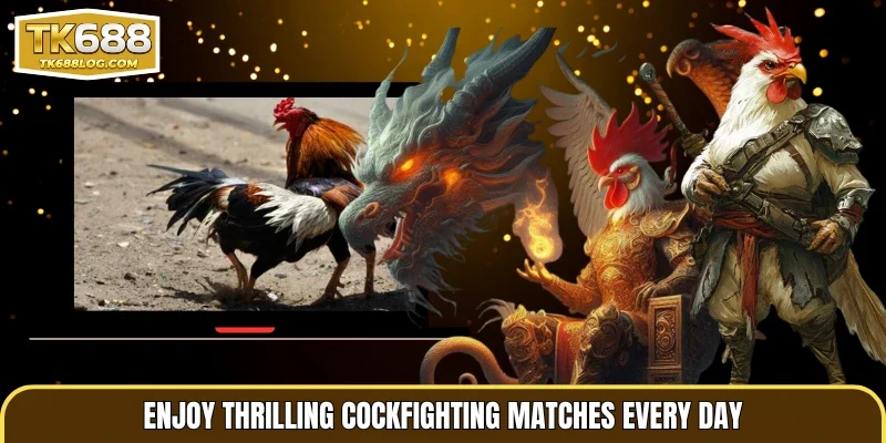 Enjoy thrilling cockfighting matches every day