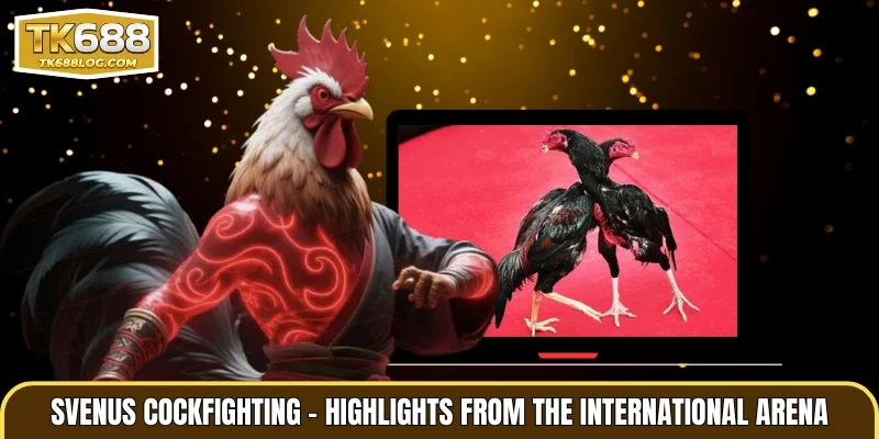 SVenus Cockfighting – Highlights from the International Arena